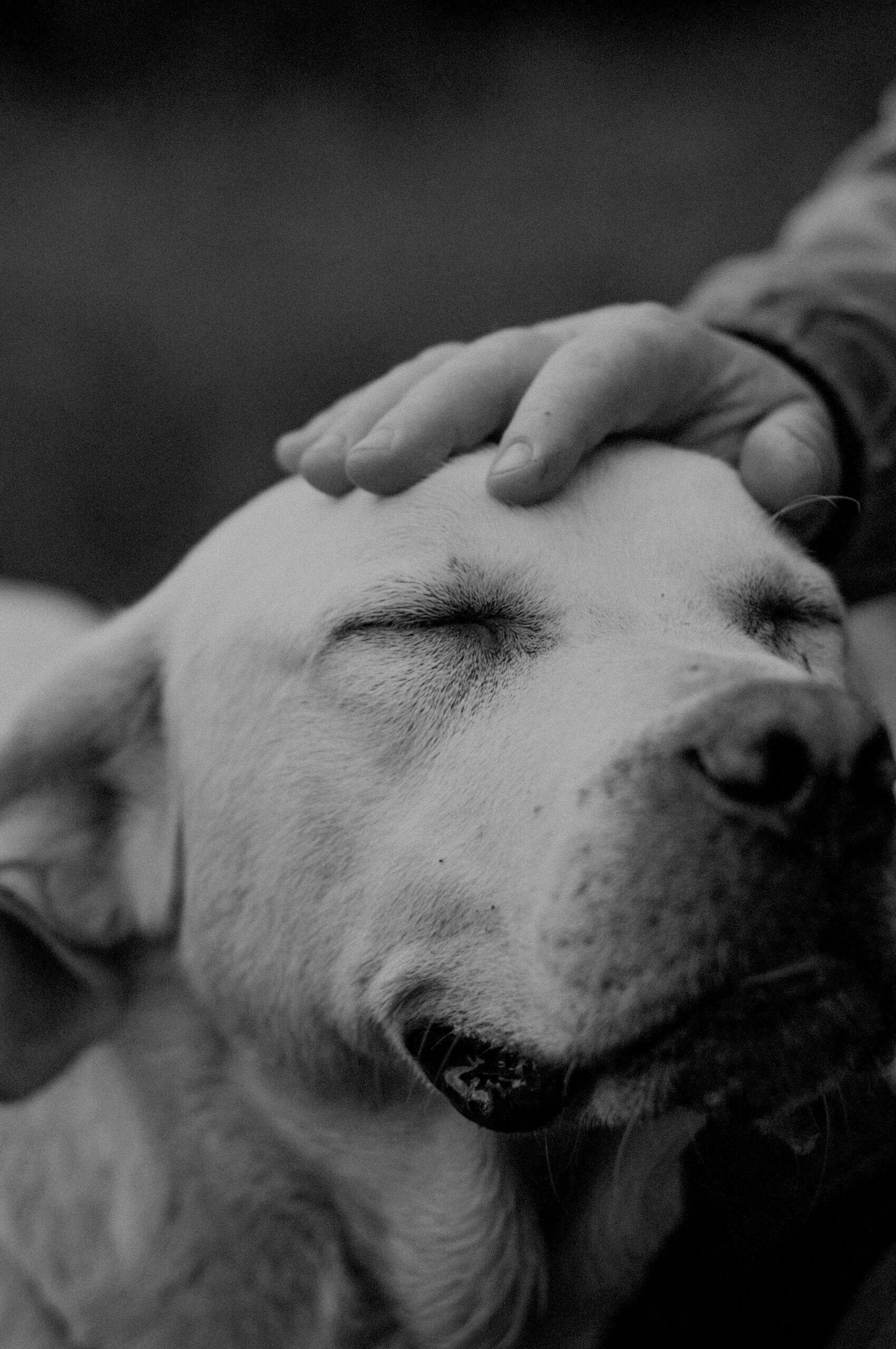 Battersea Dogs and Cats CIO role