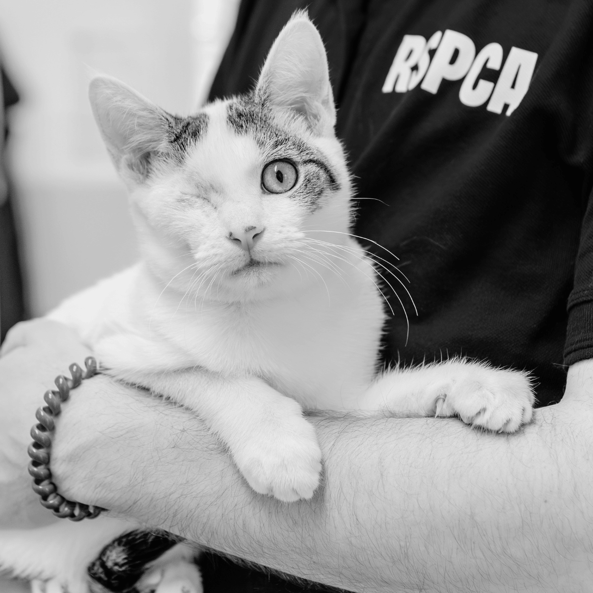 RSPCA - CDO